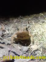 /home//u458753944/public_html/sourcegallery//Roxborough Toad Detour/2026/2026-03-11/P3111569.JPG